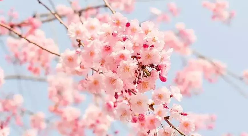 Bahar geliyor: Üçüncü cemre toprağa düştü – Birlik Haber Ajansı