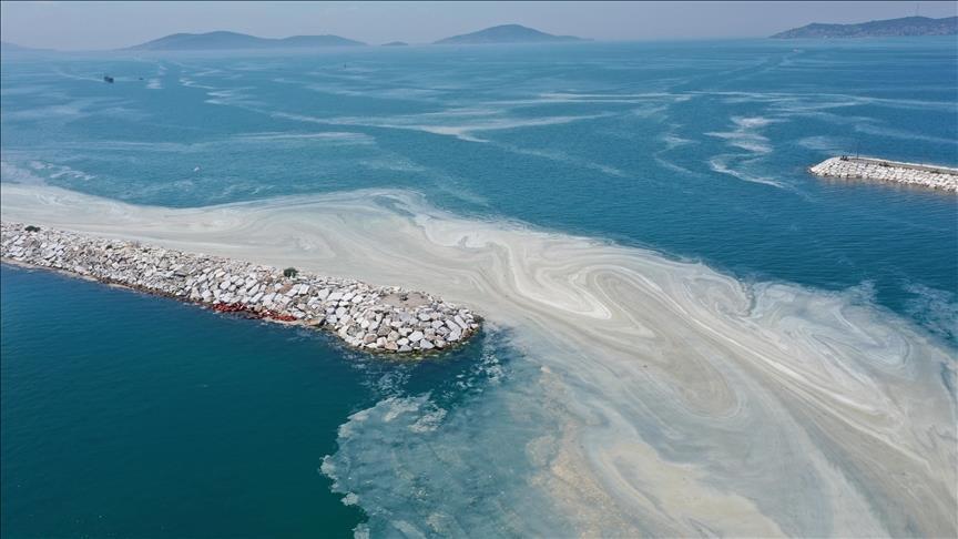 Marmara Denizi kirliliğine “Yüzer bitki adaları” çözümü – Birlik Haber Ajansı