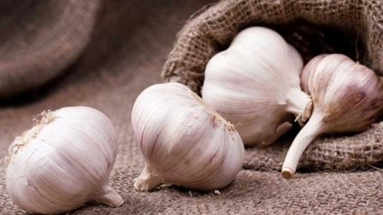 Bakan Yumaklı, Taşköprü’de sarımsak ekimine katıldı – Birlik Haber Ajansı