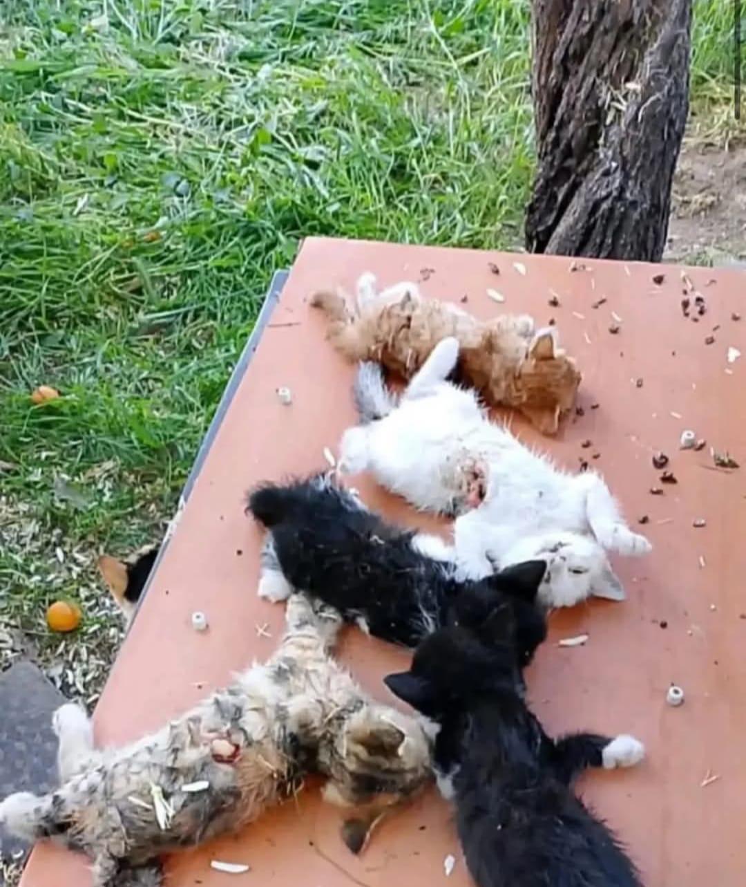 Turkıye mızın Namı Dıger yeşıl Bursa nın güzel ılçesı olan Gemlık,ten vahşet Haberı….