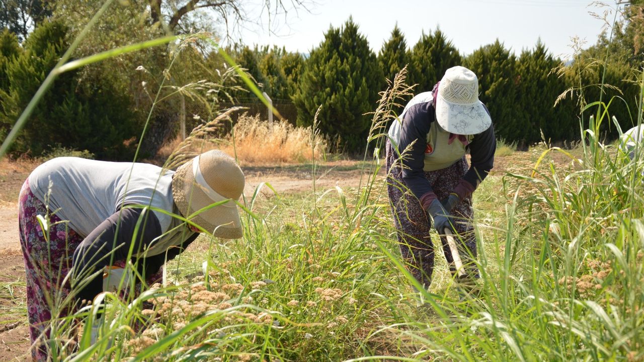 Balıkesir Büyükşehir Belediyesi, tarımı yerel tohumlarla gelecek nesillere aktarıyor – Birlik Haber Ajansı