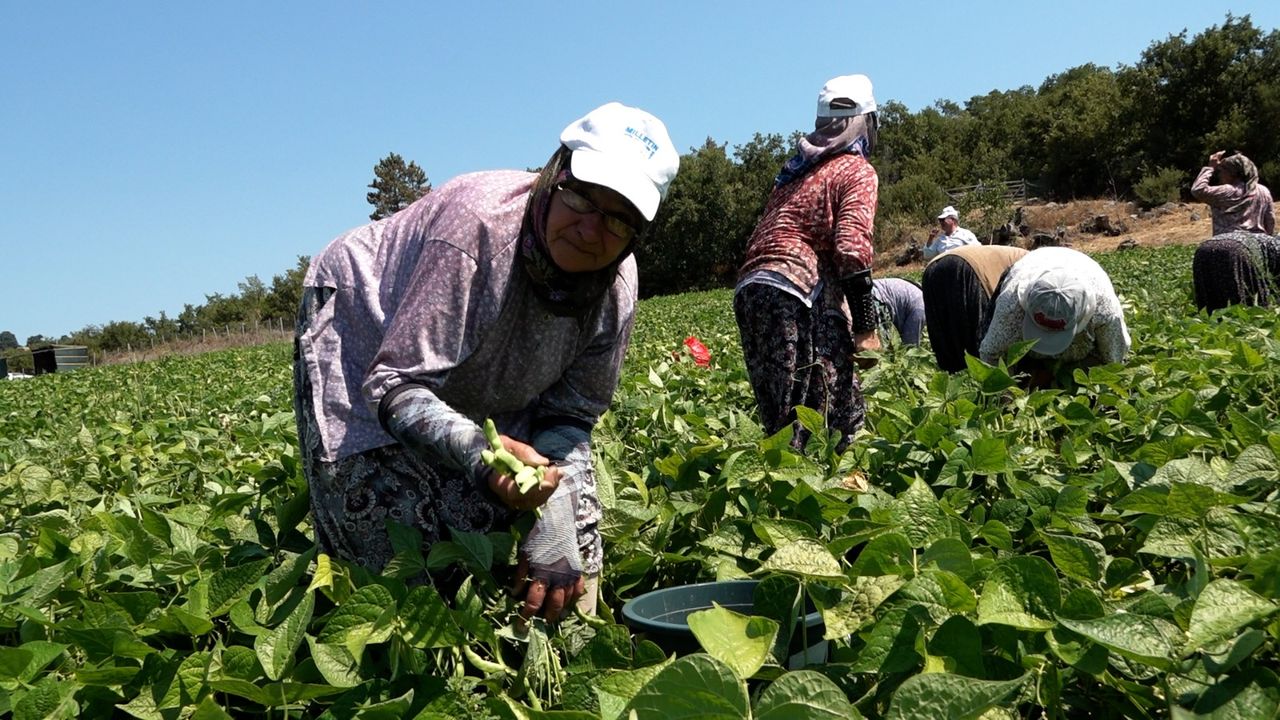 Balıkesir Büyükşehir’in dağıttığı tohumlar toprakla buluştu, verim çiftçinin yüzünü güldürdü – Birlik Haber Ajansı