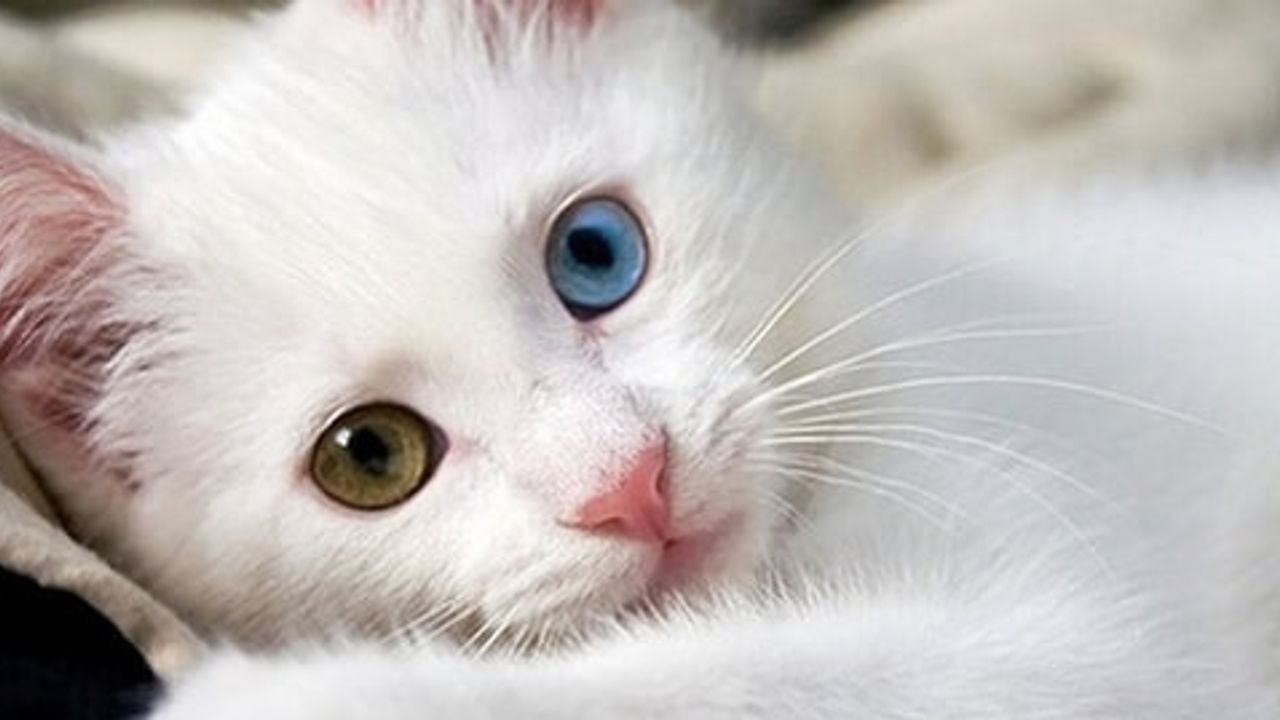 Her eve bir Van Kedisi: 5 yılda 750 aileye yeni bir can dostu – Birlik Haber Ajansı