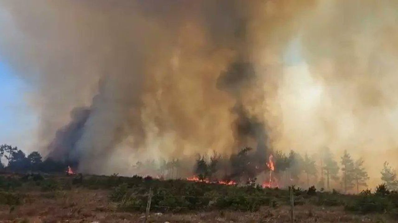 Çanakkale Merkez’de orman yangını