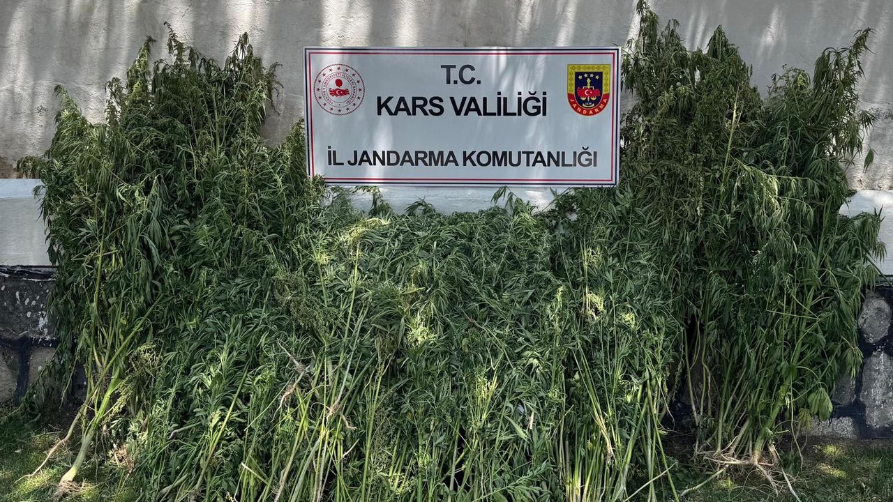 Kars’ta 42 binden fazla kenevir bitkisi imha edildi – Birlik Haber Ajansı