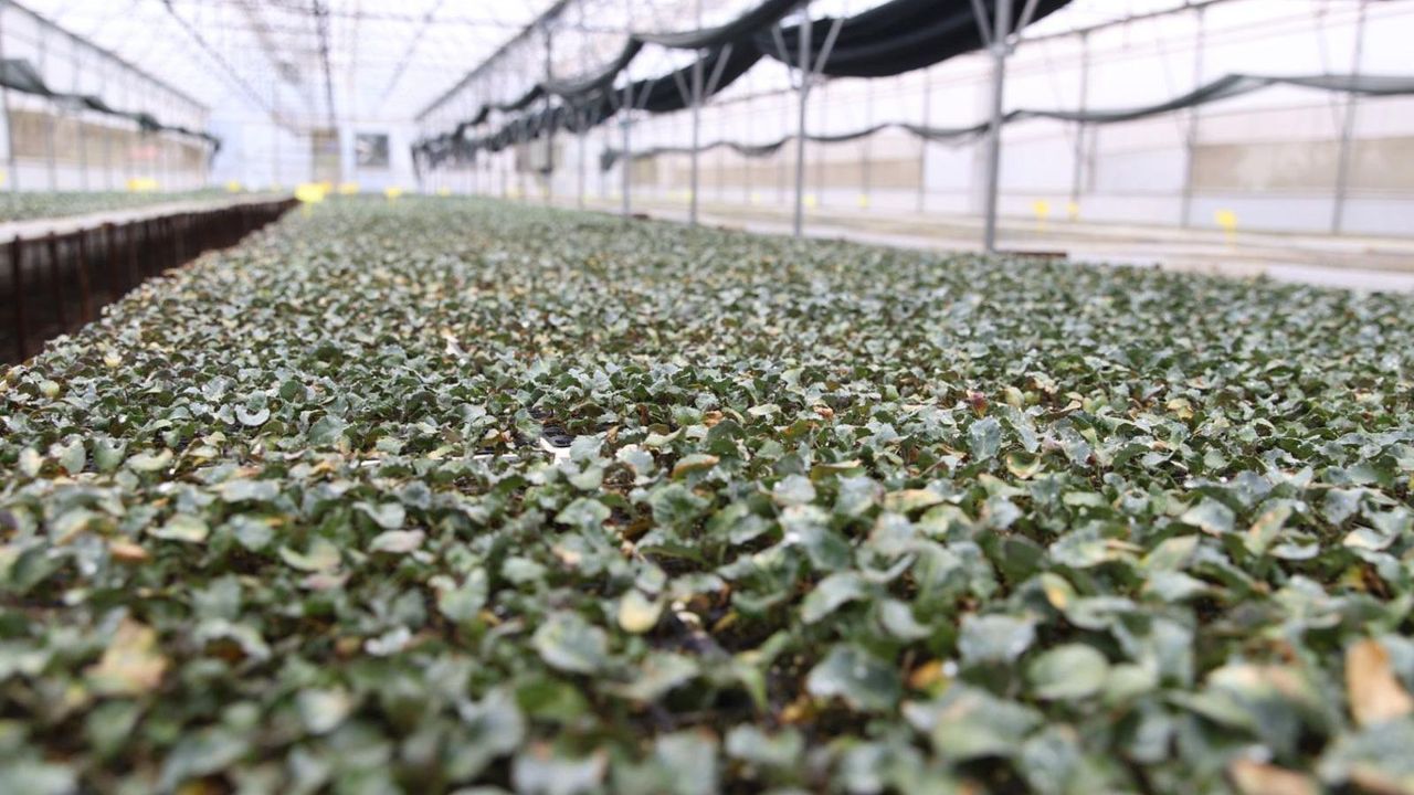 Kışlık fideler üretici ile buluşmak için gün sayıyor – Birlik Haber Ajansı