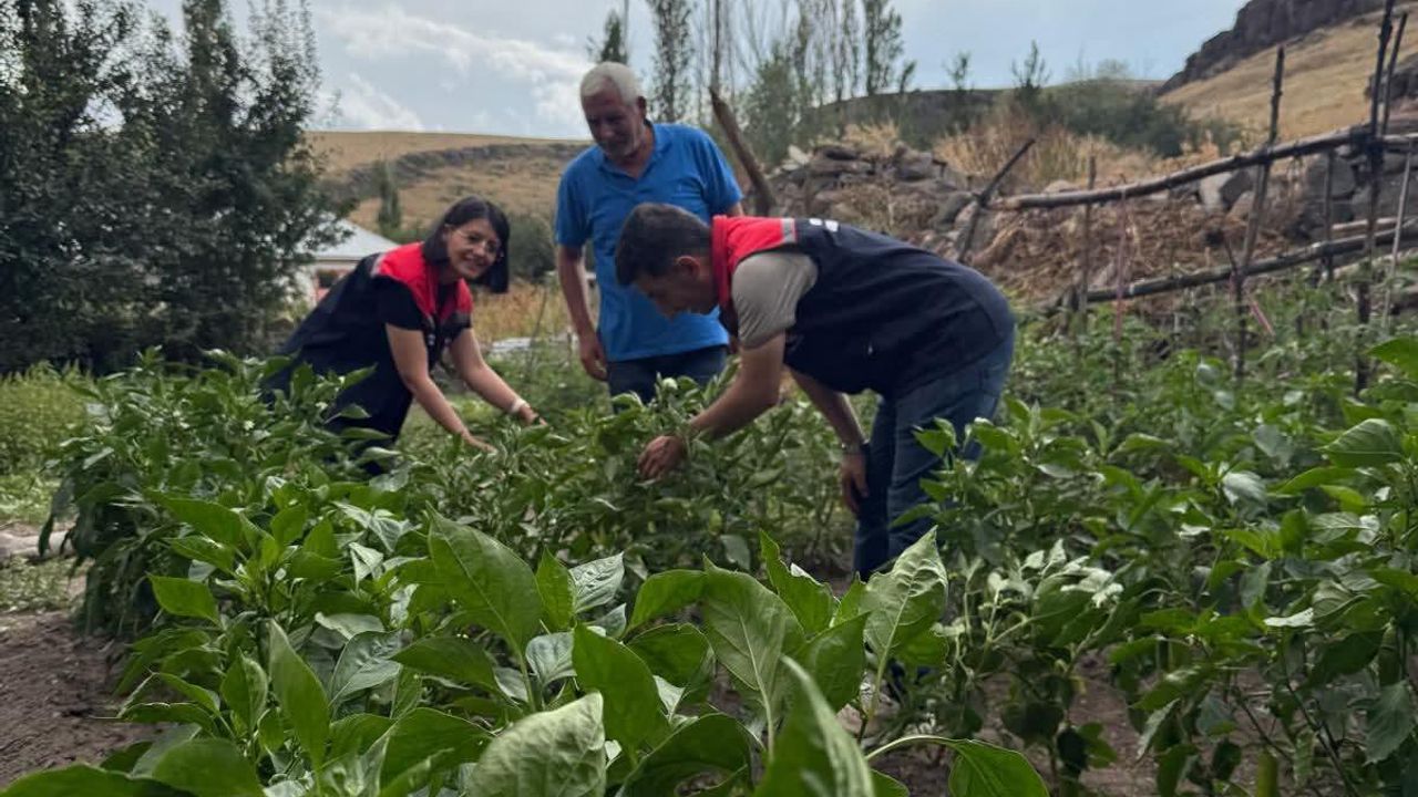 Kars’ta sebze fidesi dağıtımı projesi meyvelerini veriyor: Hasat tamamlandı – Birlik Haber Ajansı