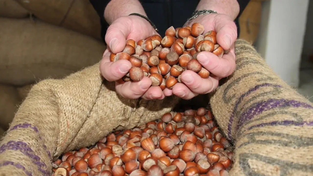 Giresun kalite fındık bugün 270 TL – Birlik Haber Ajansı