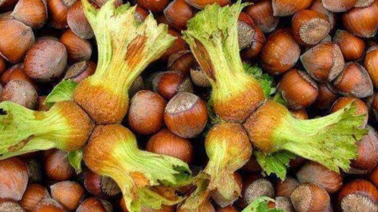 Fındık fiyatı artmaya devam ediyor – Birlik Haber Ajansı