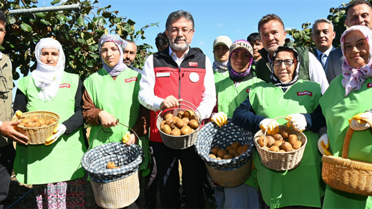 Bakan Yumaklı Kivi Hasadına Katıldı – Birlik Haber Ajansı