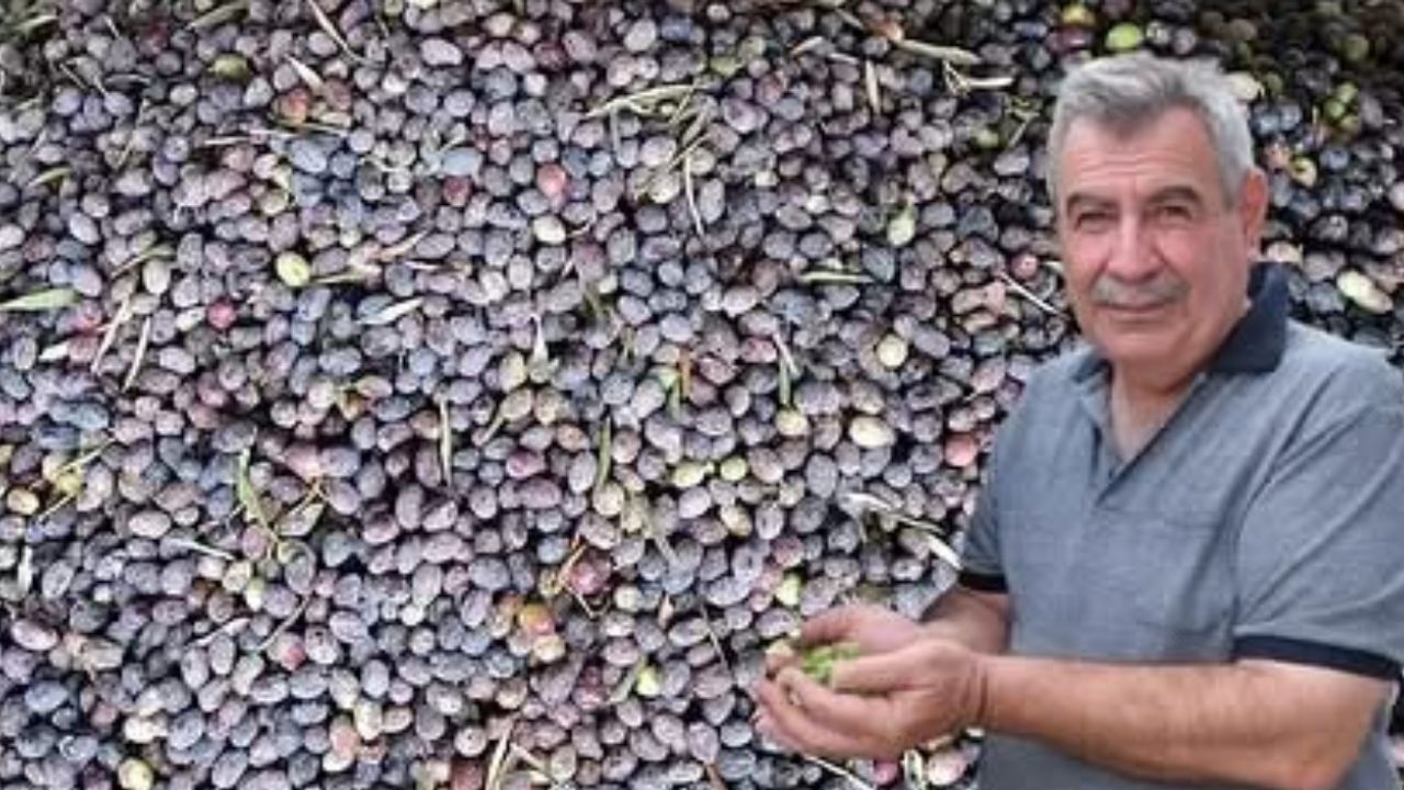 Kuraklık zeytinde rekolteyi düşürdü – Birlik Haber Ajansı