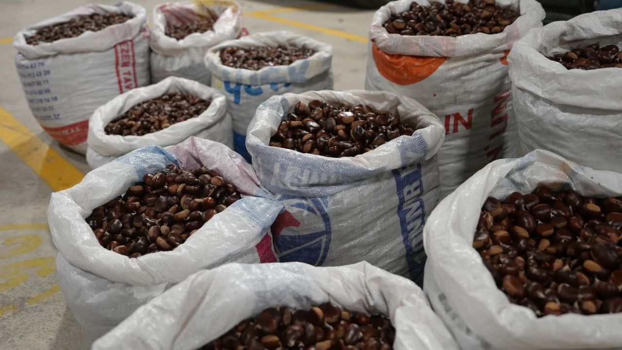 Coğrafi işaretli “Düzce Kuzu Kestane” pazarda satışta – Birlik Haber Ajansı